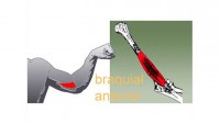 braquial-anterior-sintesis-la-anatomia-en-el-entrenamiento-del-biceps