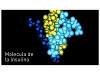 La insulina y el glucagón