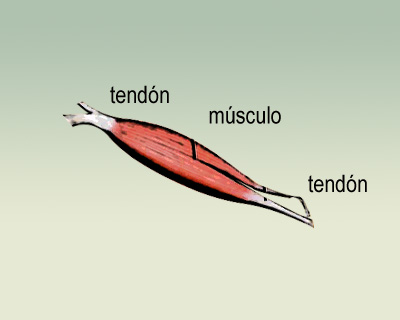 La tendinitis (I): Los tendones diagrama