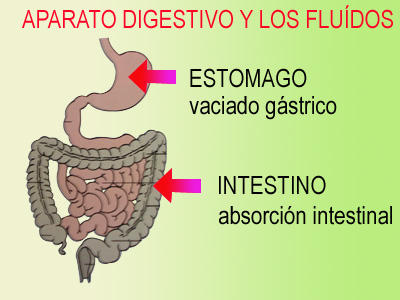 Descripción del aparato digestivo