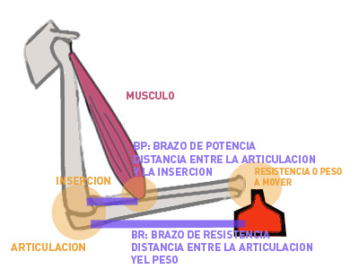 Los brazos de resistencia y potencia en las palancas de fuerza