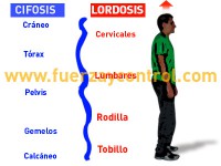 La importancia de las curvas en el esqueleto humano