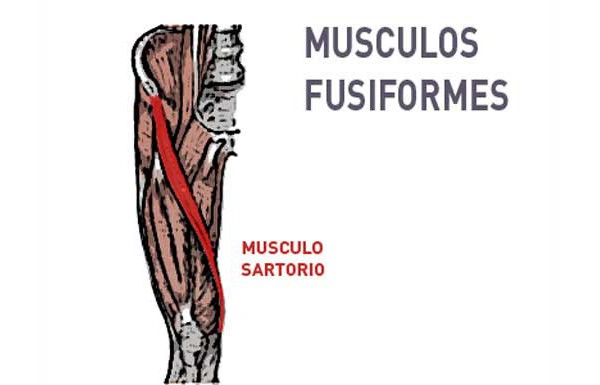 Tipos de músculos según la disposición de sus fibras: Fusiformes y ...