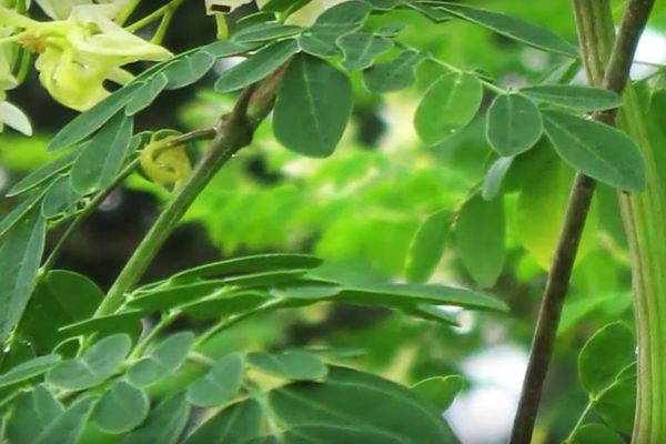 moringa beneficios y propiedades